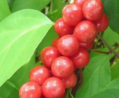 Як лимонник впливає на тиск