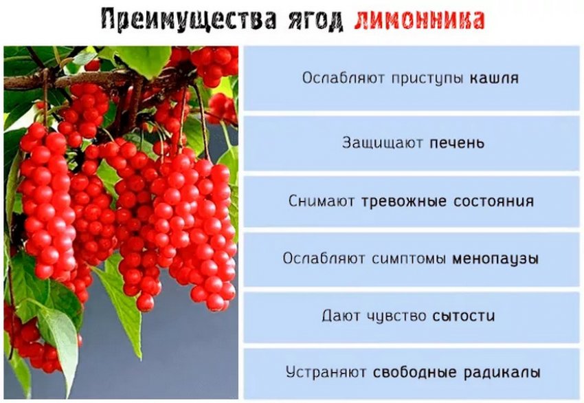 Лимонник Китайский Фото Растения Польза