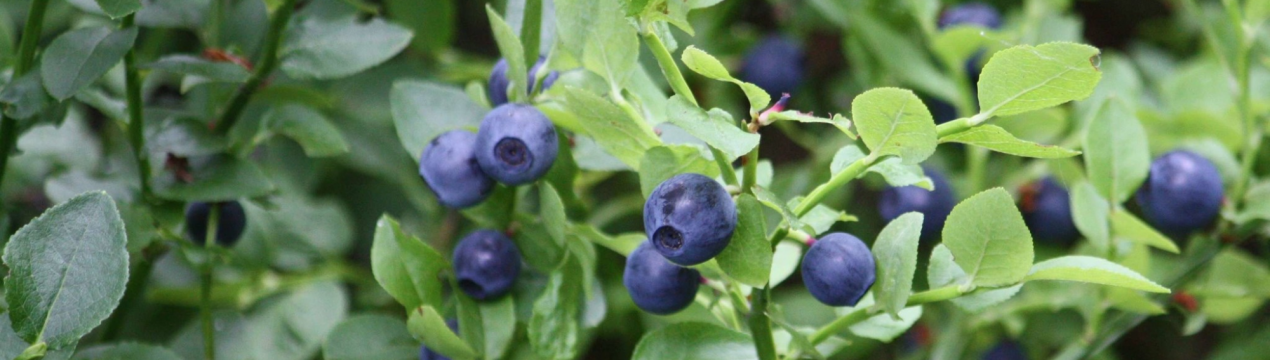 Опис і застосування чорниці