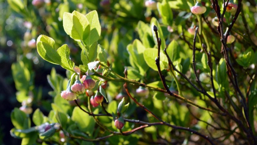 Цвітіння чорниці Цвітіння чорниці
