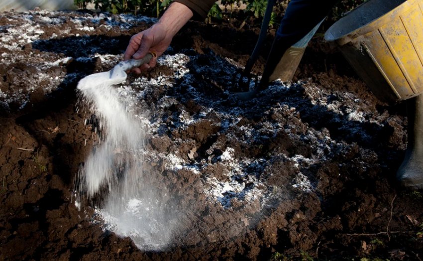 Вапнування грунту