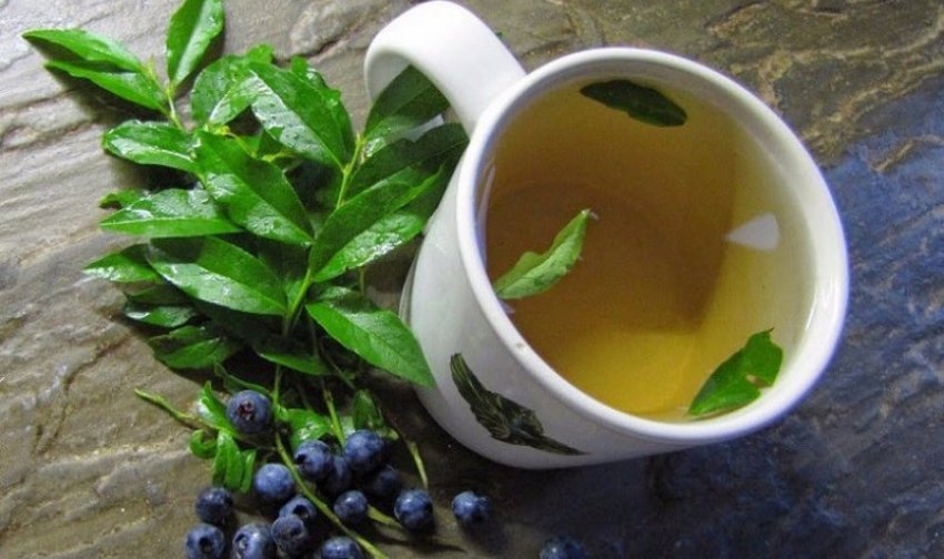Настій на листках і плодах чорниці Настій на листках і плодах чорниці