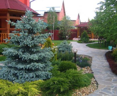 Ландшафтні композиції з блакитний ялиною