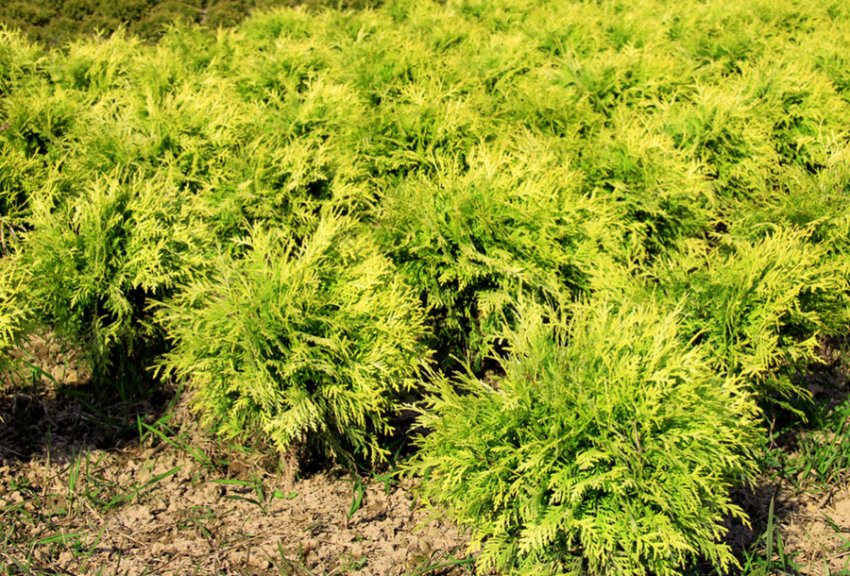 Туя Даніка Ауреа