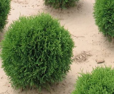 Куляста туя Літл Джем