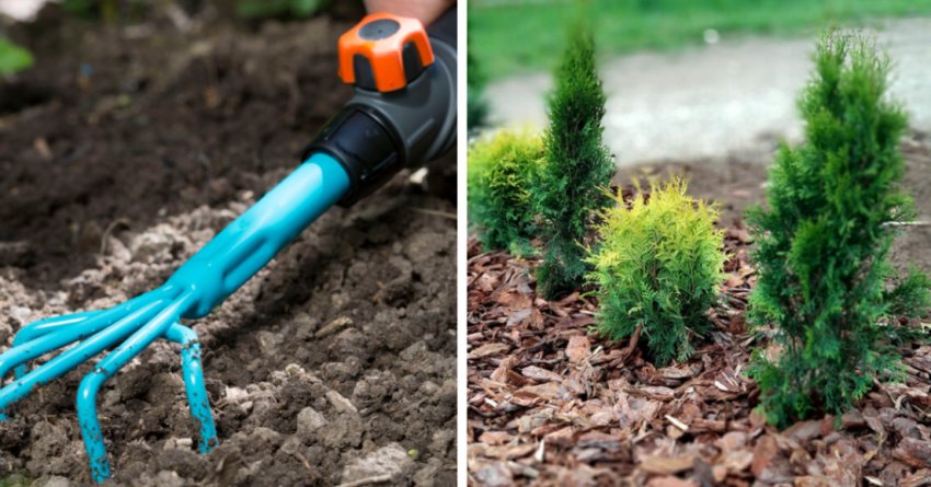 Прополка і мульчування туї