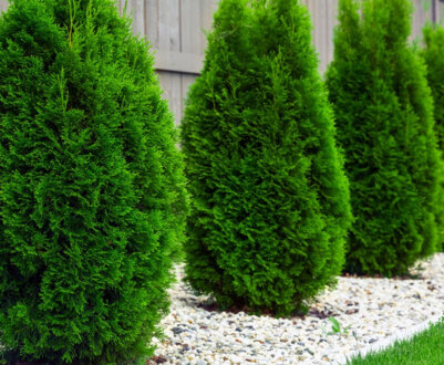 Правильний догляд за туями