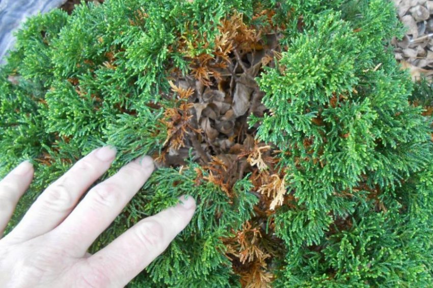 Нездорова туя