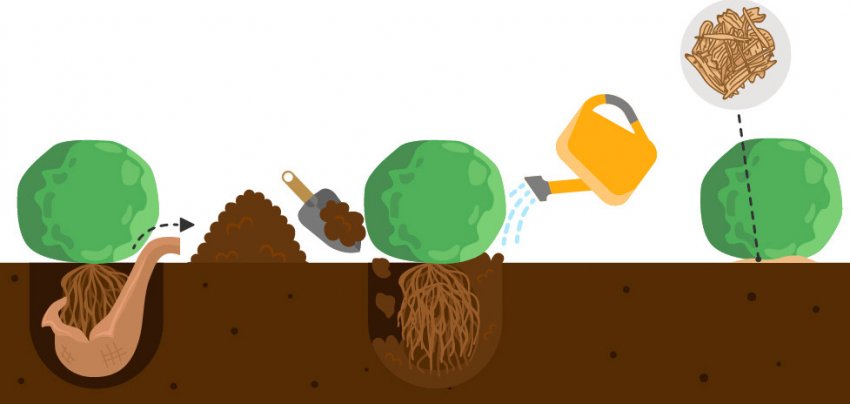 Посадка кулястої туї Посадка кулястої туї