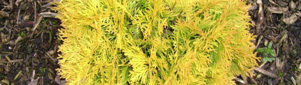Опис і застосування західної туї сорту Бурштин