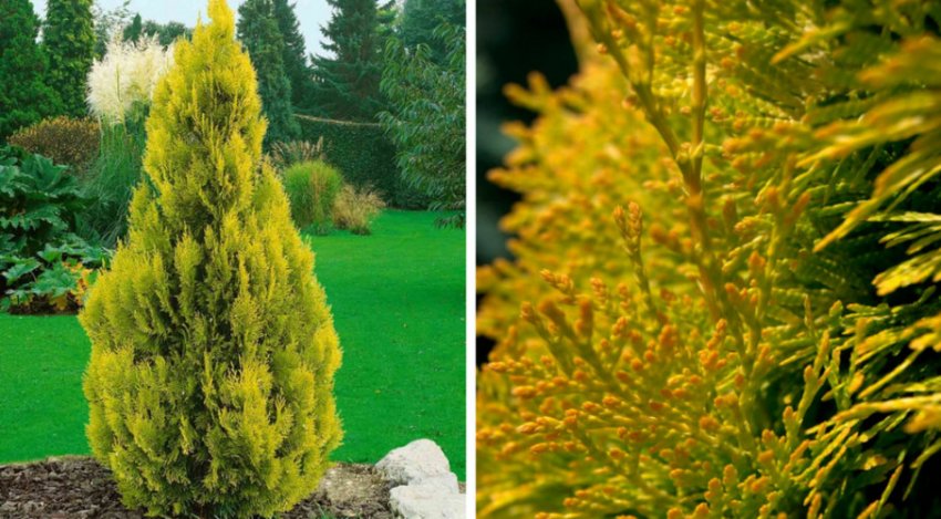 Туя Бурштин Туя Бурштин