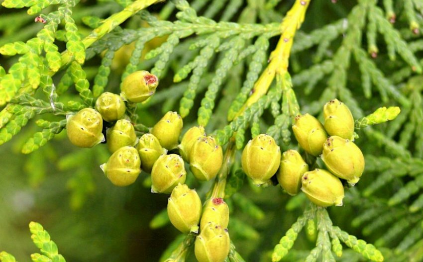 Плоди туї Плоди туї