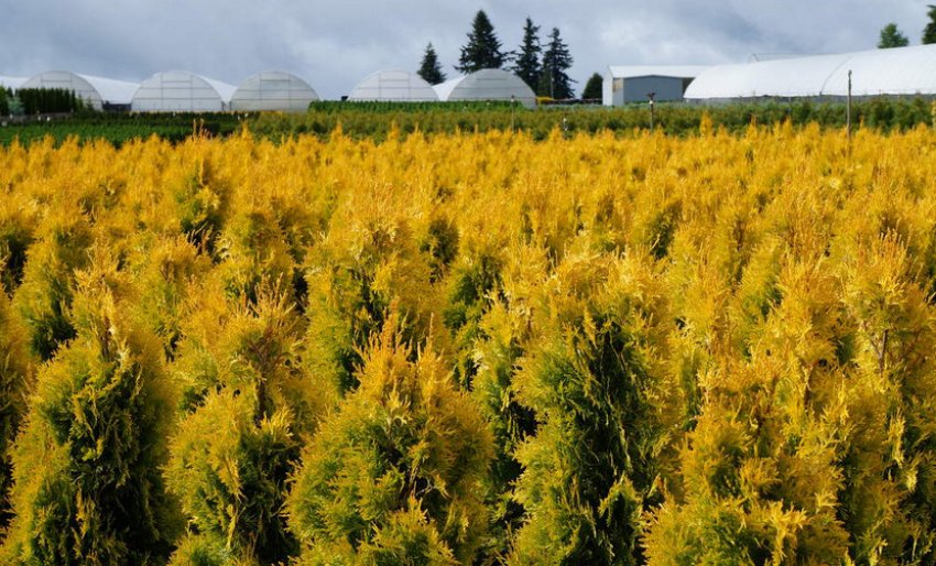 Туя західна Бурштин Туя західна Бурштин