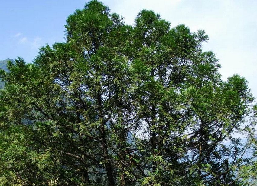 какую тую посадить в сибири. 133601.pziicc.850. какую тую посадить в сибири фото. какую тую посадить в сибири-133601.pziicc.850. картинка какую тую посадить в сибири. картинка 133601.pziicc.850. Ее выращивают в саду, она красиво смотрится, заняв почетное место в офисе, правительственных домах или квартире. Свежий и приятный аромат изливает вечнозеленое дерево туи, наполняя жилье праздником и атмосферой свободы. И уж никак это растения нельзя назвать прихотливым, ведь многие ее виды способны выживать в любых условиях, будь это место с вечной жарой или суровые зимы.
