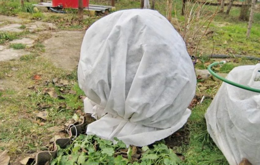 Підготовка туї до зими Підготовка туї до зими