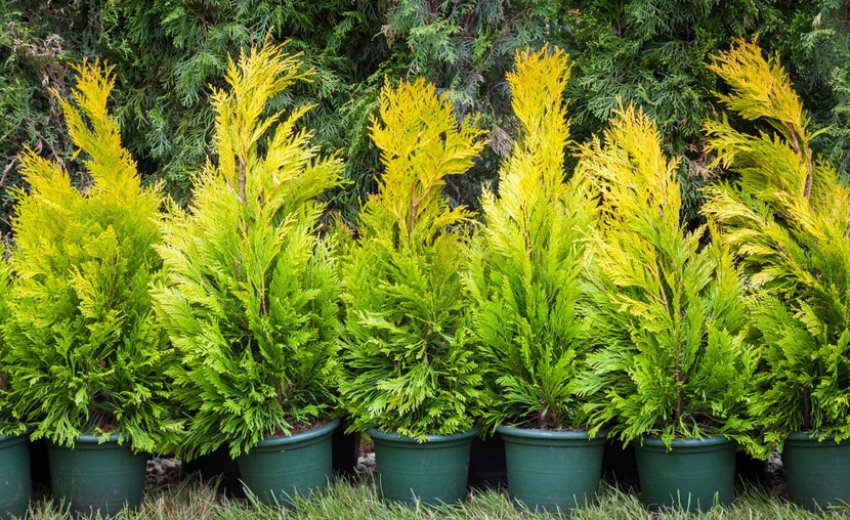 Туя західна Бурштин Туя західна Бурштин