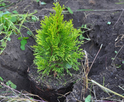 Посадка туї: вибір сорту, строки, подальший догляд