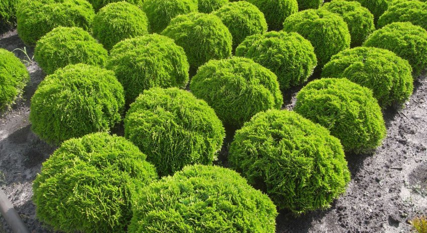 Туї сорти Даніка Туї сорти Даніка