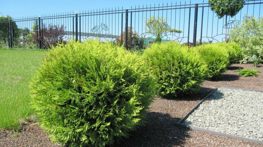 Туя Глобоза Туя Глобоза