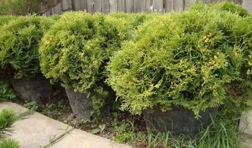 Туя Хозери Туя Хозери