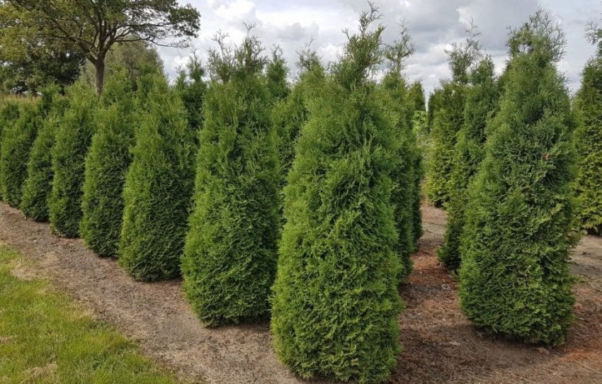 Туя Холмструп Туя Холмструп