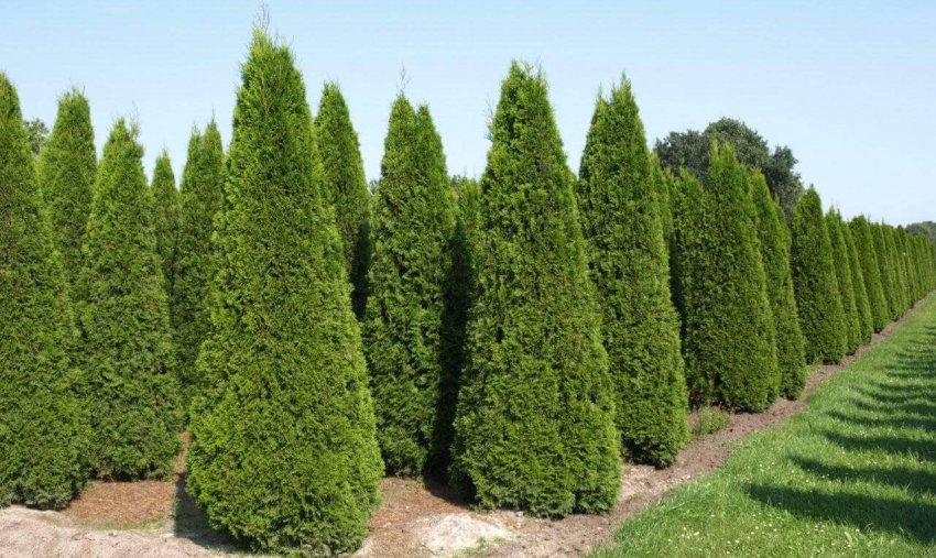 Туя Брабант Туя Брабант