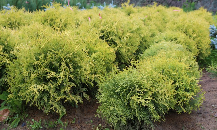 Туя Голден Глоб Туя Голден Глоб