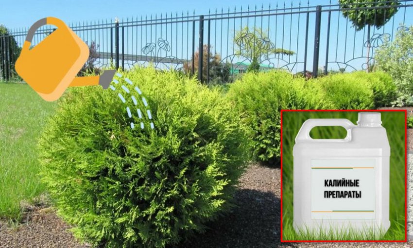 Полив і підгодівля туї Полив і підгодівля туї