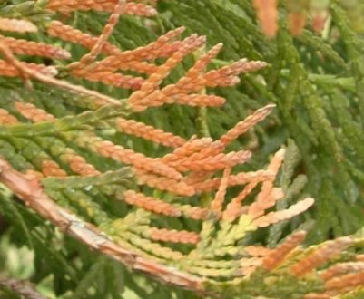 Лікування хвороб і боротьба зі шкідниками туї