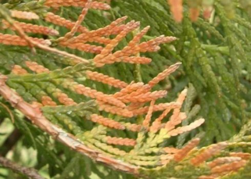 Лечение болезней и борьба с вредителями туи