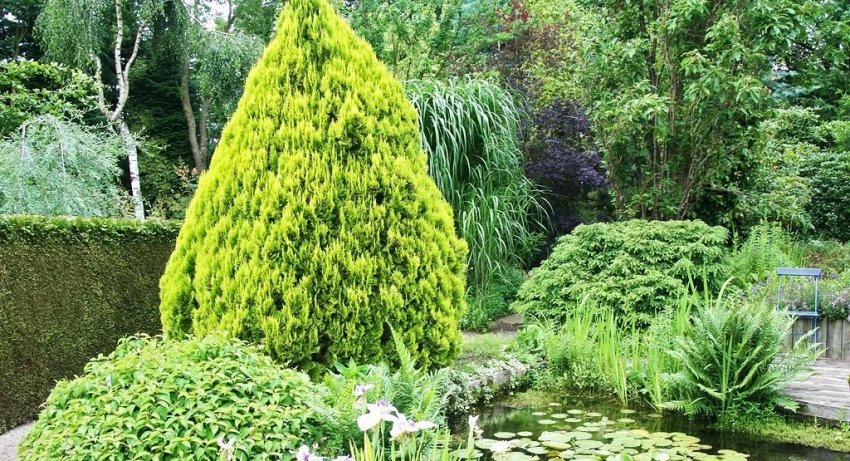 Туя Ауреа Нана Туя Ауреа Нана