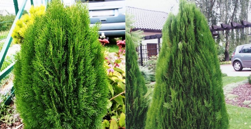 Туя Джустинка Туя Джустинка