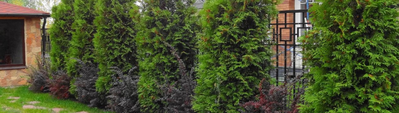 какую тую посадить в сибири. . какую тую посадить в сибири фото. какую тую посадить в сибири-. картинка какую тую посадить в сибири. картинка . Ее выращивают в саду, она красиво смотрится, заняв почетное место в офисе, правительственных домах или квартире. Свежий и приятный аромат изливает вечнозеленое дерево туи, наполняя жилье праздником и атмосферой свободы. И уж никак это растения нельзя назвать прихотливым, ведь многие ее виды способны выживать в любых условиях, будь это место с вечной жарой или суровые зимы.