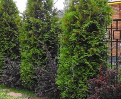 Вирощування, посадка і догляд за туями в Сибіру