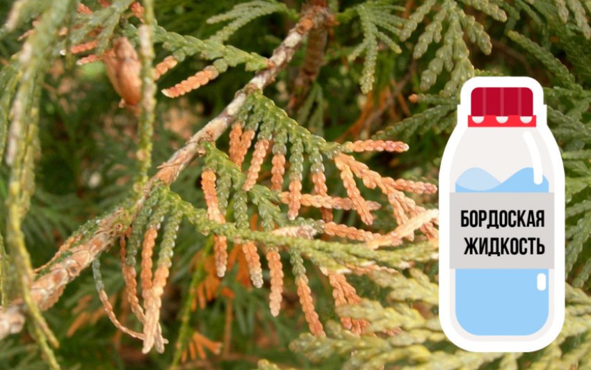 Обробка бордоською рідиною проти хвороб туї Обробка бордоською рідиною проти хвороб туї