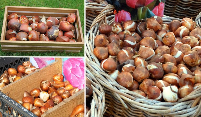 Зберігання цибулин тюльпанів