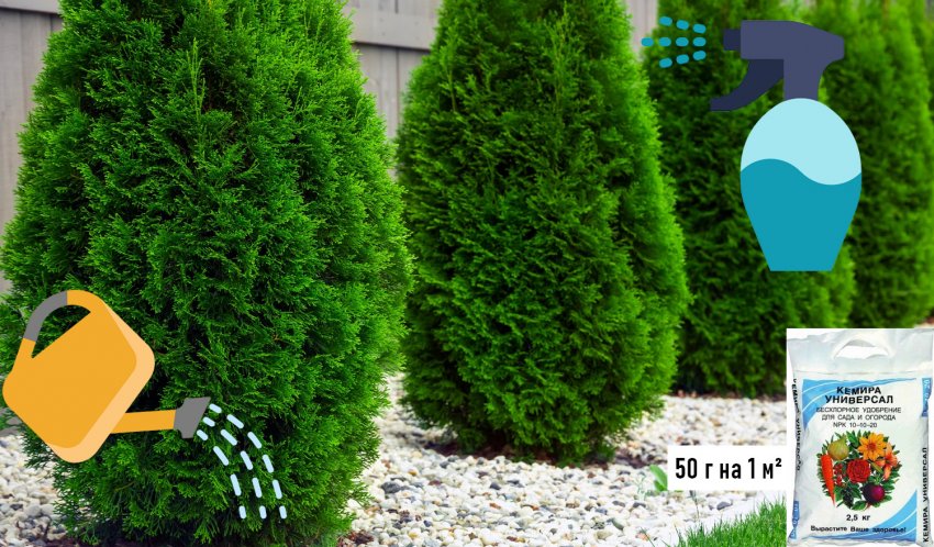 Догляд за туями Догляд за туями