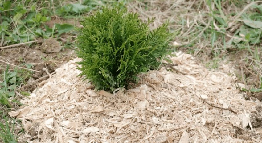 Мульчування туї тирсою Мульчування туї тирсою