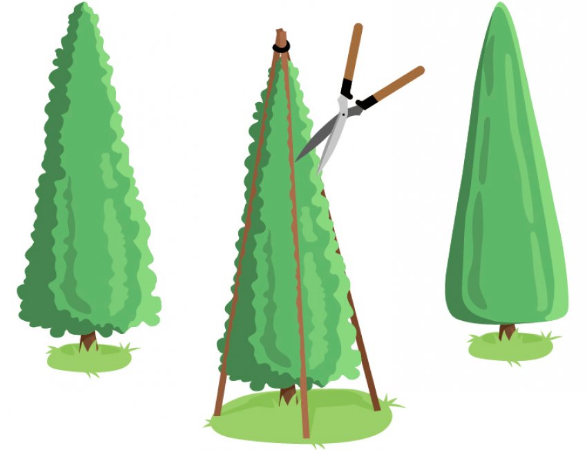 Схема декоративної обрізки конусоподібної туї Схема декоративної обрізки конусоподібної туї