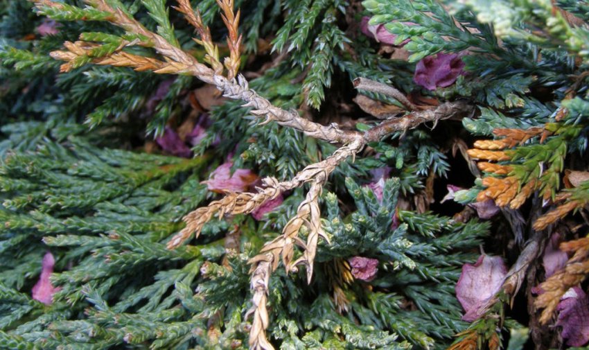 Фузаріоз туї Фузаріоз туї