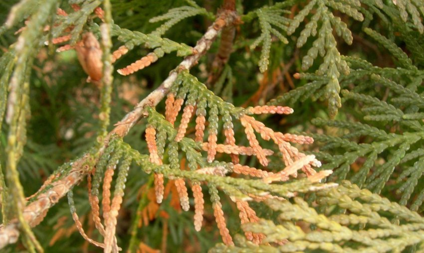 Цитоспороз туї Цитоспороз туї