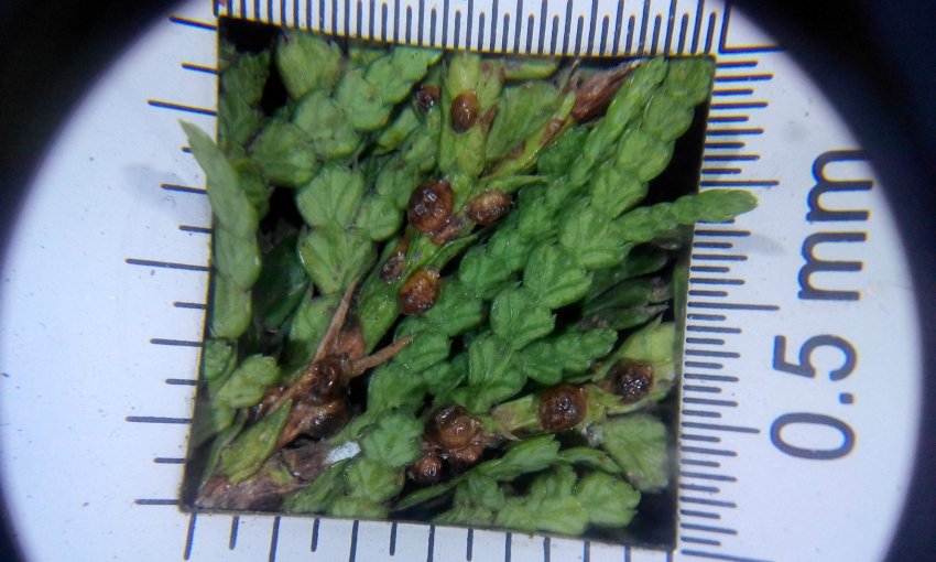 Ложнощитовки туї Ложнощитовки туї