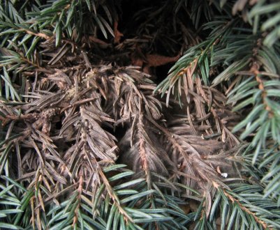 Профілактика і лікування хвороб і шкідників їли