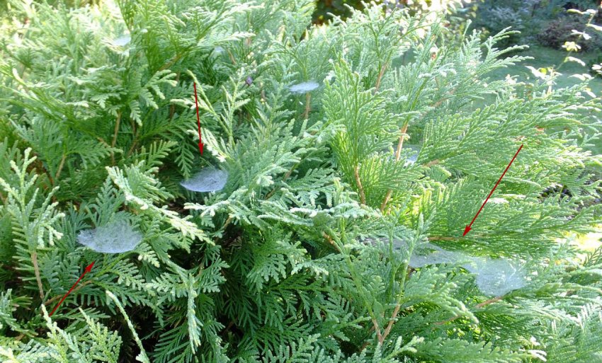 Павутинний кліщ Павутинний кліщ