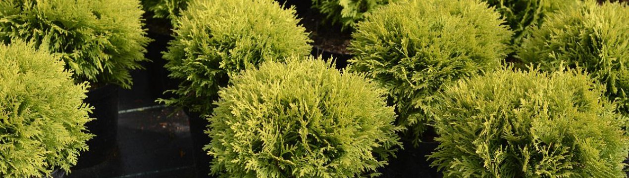 Опис і особливості туї західної Хозери