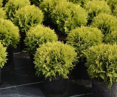 Опис і особливості туї західної Хозери