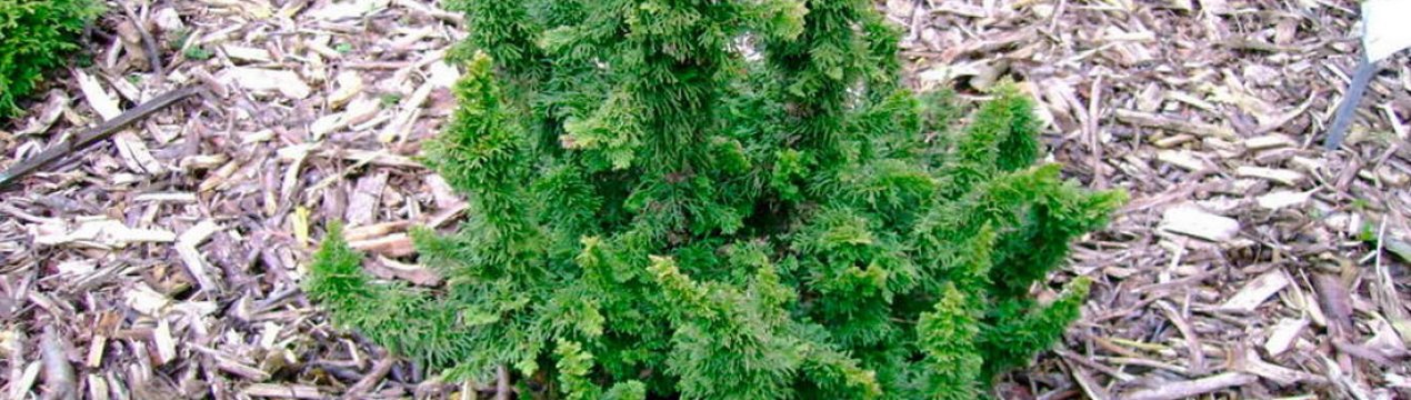 Опис, посадка і догляд за туями західної Малониана