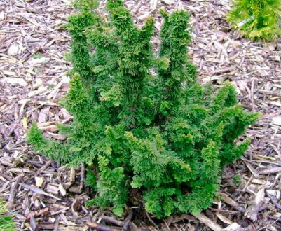 Опис, посадка і догляд за туями західної Малониана