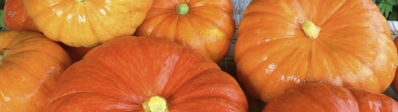 Гарбуз «Цукерочка»: опис сорти, вирощування і догляд, строки дозрівання