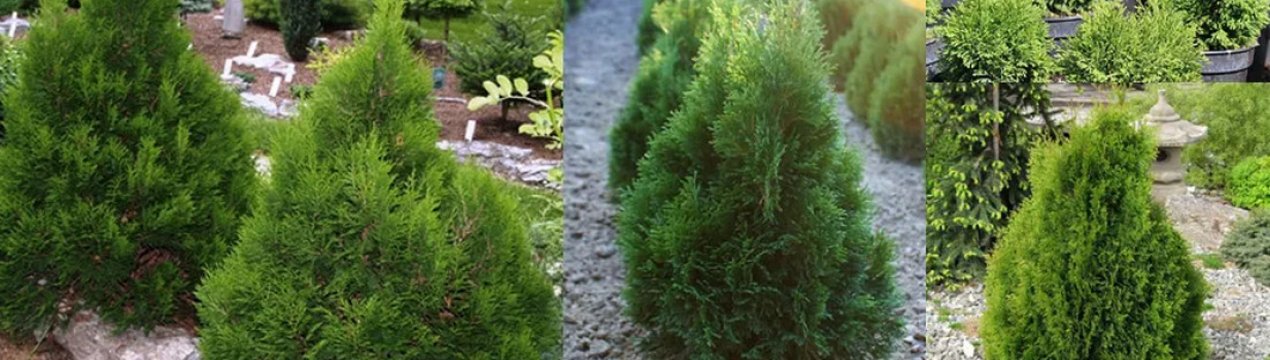 Опис туї західної Міки, її посадка і догляд